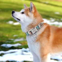Acessórios personalizados para cães, coleira de nylon impressa para animais de estimação, coleira de identificação para cães, identificação gravada gratuita para cães pequenos, médios e grandes - Image 6
