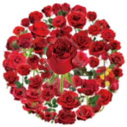 50/200 pçs transparente pet flor planta material adesivos manuais comprimidos telefone copos de água decoração estacionária caderno adesivos - Image 5