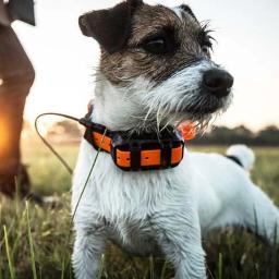 Garmin Astro 430 Hound Tracker GPS Hunting Tracker compatível com T5/T5 Mini Collar - Image 6