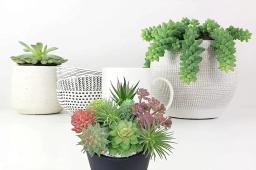 Suculentas artificiais para decoração doméstica, Pequenas plantas suculentas, Interior em tipos diferentes, 9 pcs - Image 3