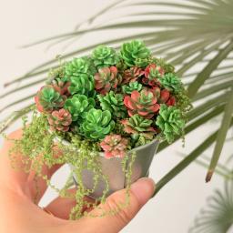 24 peças/40 peças mini ornamentos suculentos, decorações de cenas de paisagem em miniatura, decorações de modelo de mesa de areia de plantas diy - Image 2