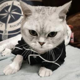 Natal animal de estimação gato traje roupas para gatos inverno kedi katten sphynx moletom com capuz terno mascotas roupas ropa para gato - Image 4
