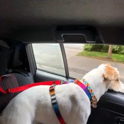 1pc pet cão e gato cinto de segurança encosto de cabeça do carro contenção ajustável corda de segurança cinto de segurança do carro acessórios para cães pequenos - Image 6