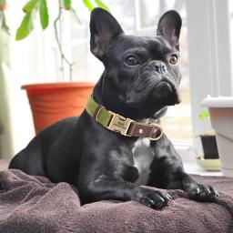 Coleira de couro pu personalizada gratuita, coleira de cachorro gravada, fivela ajustável para animais de estimação, durável para cães pequenos, médios e grandes, pug - Image 5