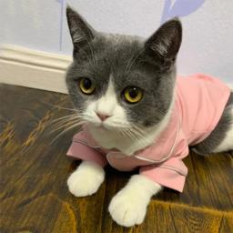 Natal animal de estimação gato traje roupas para gatos inverno kedi katten sphynx moletom com capuz terno mascotas roupas ropa para gato - Image 5
