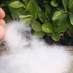 500g/1000g travesseiro enchimento pp algodão boneca brinquedos roupas recheio poliéster diy material artesanal alta elástica para capa de almofada - Image 3