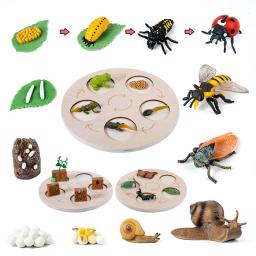 Crianças simulação biologia modelo brinquedo animal planta ciclo de crescimento da vida montessori crianças brinquedos conjunto auxiliares de ensino brinquedos educativos - Image 1