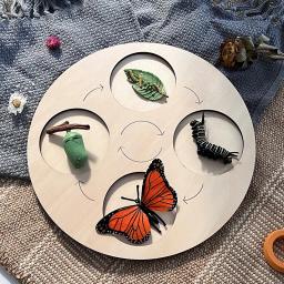 Crianças simulação biologia modelo brinquedo animal planta ciclo de crescimento da vida montessori crianças brinquedos conjunto auxiliares de ensino brinquedos educativos - Image 3