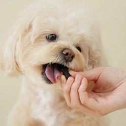 Swellia Glucosamina MSM Puppy Joint Nutrition Puppy, Pet Education, 120g - Image 5