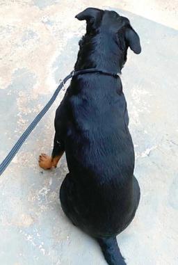 Coleira para Cachorro  Guia Unificada para Adestramento com Trava Aço - 2 Metros - Gari & Co. - Image 4