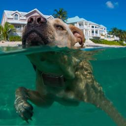 Coleira inteligente de treinamento com controle remoto, suprimentos para treinamento de animais de estimação, automático, bark, novo, 2022 - Image 4
