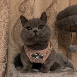 Conjunto de Arnês e Trela Xadrez para Gatos, Arnês Mesh Pet, Moda Cat, Acessórios Kitty, Produtos para Gatos, Verão - Image 4