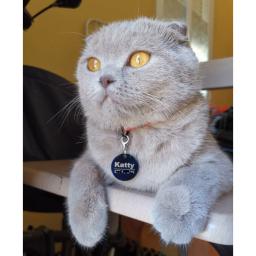 Personalizado tag id do gato do cão gravado personalizado colar do animal de estimação nome charme pingente osso chaveiro colar filhote de cachorro acessório dropshipping - Image 5