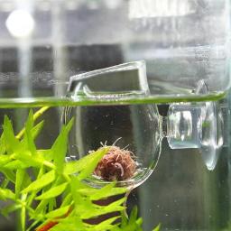 Alimentadores de Peixes de aquário de Vidro Transparente Copo de Alimentação Alimentador De Peixes Ovos de Artemia salina Vermelho Alimentar Os Vermes Para Aquário - Image 1