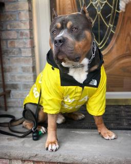 Impermeável para cães pequenos e grandes, Casaco de vento, Blusão, Hoodie do buldogue francês, Roupas para cães, Jaqueta para Chihuahua, Rosto - Image 2