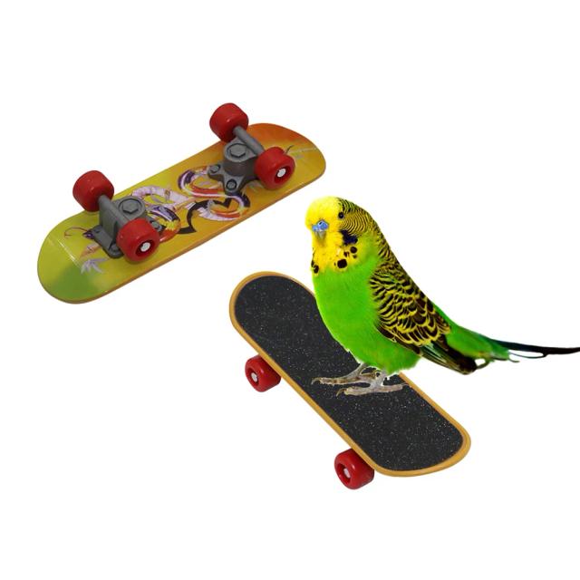 Essenciais para Treinamento e Entretenimento de Aves de Estimação: Brinquedos de Inteligência e Suprimentos Inovadores