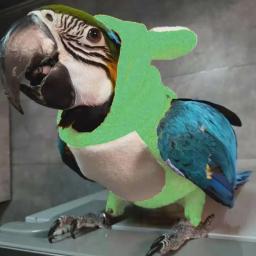 Animais de estimação aves vôo suíte para papagaios roupas cockatiel engraçado sapo em forma de fantasia inverno quente para animais de estimação mostra cosplay foto prop - Image 3