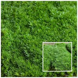 Gramado artificial de 10x8.5cm, simulação de moss, tapete de grama verde falso, micro paisagem, decoração de chão para casa, faça você mesmo, 1 caixa - Image 2
