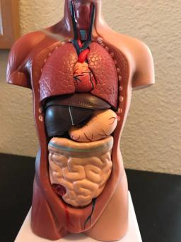 Órgãos Internos para Ensinar Aids, Modelo do Corpo do Tronco Humano, Anatomical Anatomical Medical - Image 3