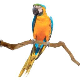2021 pássaro poleiro animais de estimação papagaio pássaros em pé vara aves brinquedos de madeira natural pássaro gaiola poleiro mordida garra jogando brinquedo para papagaios - Image 2