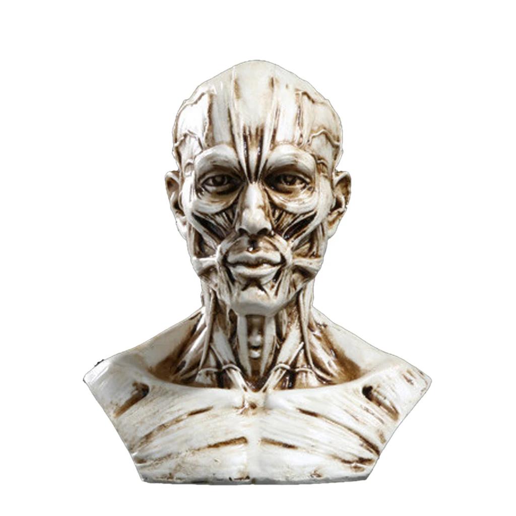 Anatomia Realista do Modelo Humano, Músculo da Cabeça do Crânio, Decoração do Desenho Ósseo, 10cm - Image 1