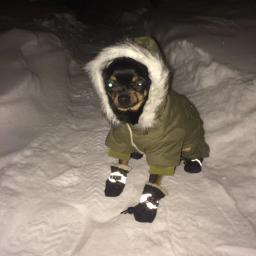 Roupas para animais de estimação, casaco quente de inverno com capuz, acolchoado de algodão, fantasia para cães de pelúcia, roupas para cachorro e gato - Image 2