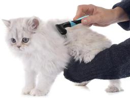 Ancinho de cachorro, escova de desembaraçar, pente inferior, para cães, gatos, coelho, cabelos curtos ou longos, fosco - Image 6