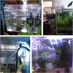 Transparente Fish Tank Isolation Box com bomba de água, montagem na parede, externo Aquarium Breeding Box, Fish Bowl Incubadora - Image 6