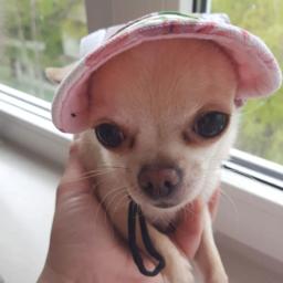 Chapéu de proteção solar ajustável de beisebol, sunbonnet viseira, roupa para cachorro, cão pequeno, pet, gato, esporte ao ar livre - Image 3