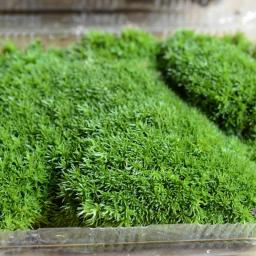Gramado artificial de 10x8.5cm, simulação de moss, tapete de grama verde falso, micro paisagem, decoração de chão para casa, faça você mesmo, 1 caixa - Image 5