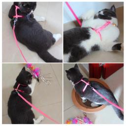 Sino ajustável Collar Cat Pet Arnês E Trela de Nylon de Tração Animal de Estimação Cão Gatinho Halter Collar Gatos Produtos Para Gato de Estimação arnês - Image 4