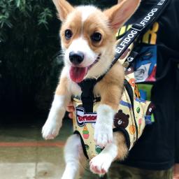 Mochila Transportadora de Animais Frente e Traseira, Bolsa Conforto, Transportadora para Cães e Gatos, Pequeno Animal, Frente e Ombro, Viagem, Buldogue Francês, Carregando - Image 4