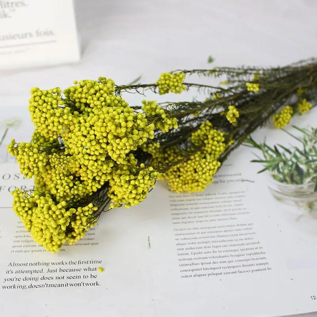 Flores Naturais Preservadas em Diversas Cores para Decoração de Casamento e Eventos Escolhidos