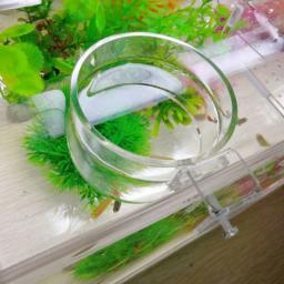 Anel De Alimentador De Peixe De Acrílico Portátil, Círculo De Alimentação De Aquário, Suprimentos De Tanque De Peixes - Image 3