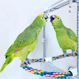 Espelho para pássaros de brinquedo em acrílico, espelho com cordas, brinquedos para pássaros, balanço confortável para paraquetes, baratas, conure, amantes, canárias - Image 1
