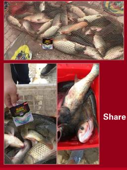 Linhas de pesca de fibra de fluorocarbono, 2 tamanhos 50m 0.4 # - 8.0 #, multifilamento durável para pesca em ponto - Image 3