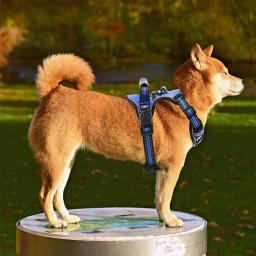 Arnês de cão reflexivo respirável, Colete com alça para cães pequenos e grandes, Caminhada ao ar livre, Suprimentos de treinamento - Image 4