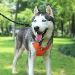 Arnês Respirável Reflexivo Ajustável para Cachorro, Colete Protetor, Cão Médio e Grande, Peito-Banda, Husky, Alasca, Acessórios Pet - Image 6