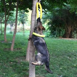 Anel de treinamento interativo para cães grandes, Extrator resistente para cães, Pet Flying Discs, Brinquedo anel de mordida para cães pequenos - Image 3