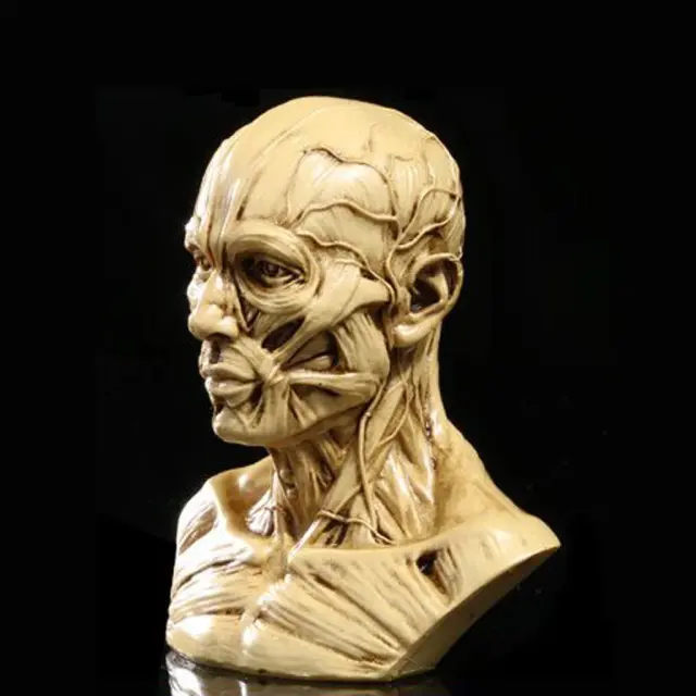 Anatomia Realista do Modelo Humano: Músculos da Cabeça e Estrutura Óssea em Escala de 10cm
