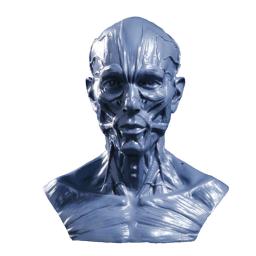 Anatomia Realista do Modelo Humano, Músculo da Cabeça do Crânio, Decoração do Desenho Ósseo, 10cm - Image 1