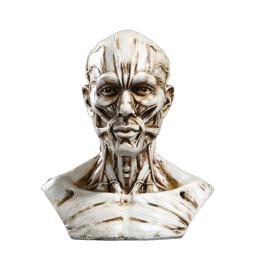 Anatomia Realista do Modelo Humano, Músculo da Cabeça do Crânio, Decoração do Desenho Ósseo, 10cm - Image 2