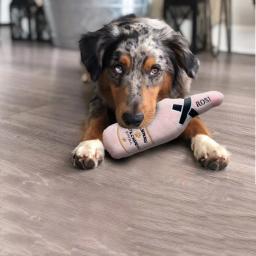 Frasco De Perfume De Pelúcia Para Cães, Frasco De Treinamento De Cachorro, Brinquedos Pet com Bordado, Mastigar De Luxo - Image 6