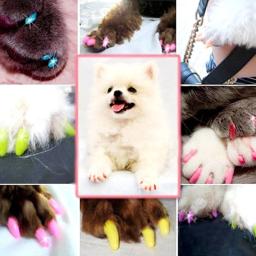 20 pces gato macio cão unha caps gato prego capa pet silicone protetor de unhas com cola livre e aplicador tamanho xs s s m l - Image 1