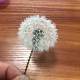 Cabeças De Flor De Dandelion Secas Naturais, Flores Preservadas com Fragrância, Material De Flor Imortal, 5PCs, 3-4cm - Image 4