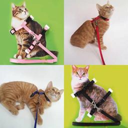 Coleira ajustável de nylon para animais de estimação, guia de chumbo, corda de segurança e tração - Image 3