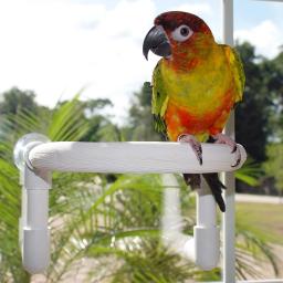 Papagaio chuveiro poleiro com ventosa pássaro cockatoo banho poleiro brinquedo - Image 1