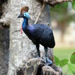 Oenux animais selvagens lobo sapo cobra phoenix modelo figura de ação inseto sphynx cão elfos estatuetas coleção em miniatura crianças brinquedo - Image 4