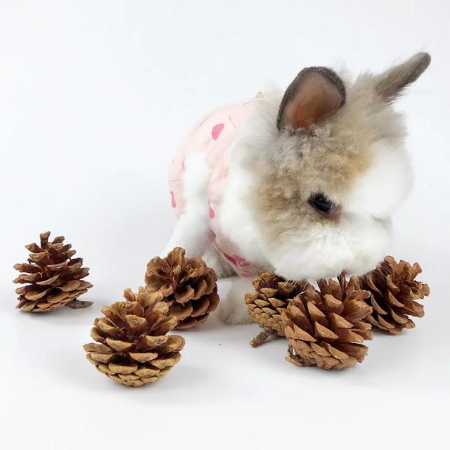 Brinquedos Naturais de Pinho para Roedores: Cone de Molares para Coelhos, Hamsters e Chinchilas