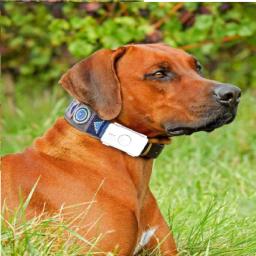 Coleira com rastreador gps para cachorro de estimação, com configuração 4g, rydlk105b, para animais de estimação - Image 1